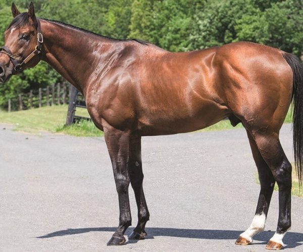 Stakes success for Redesdale son Ramblin’ Wreck