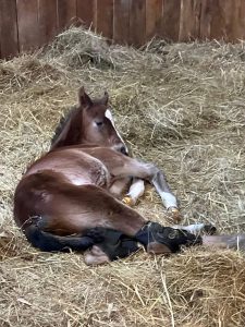 Foal sleeping at the farm
