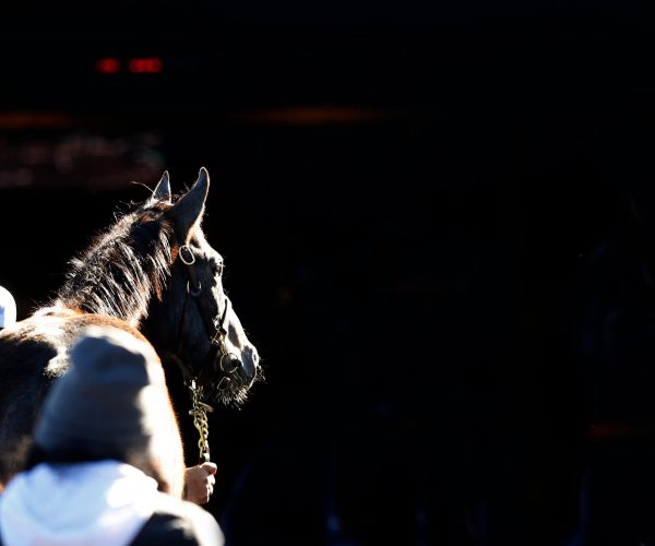 Stakes update for $21,000 mare Victorian Gold