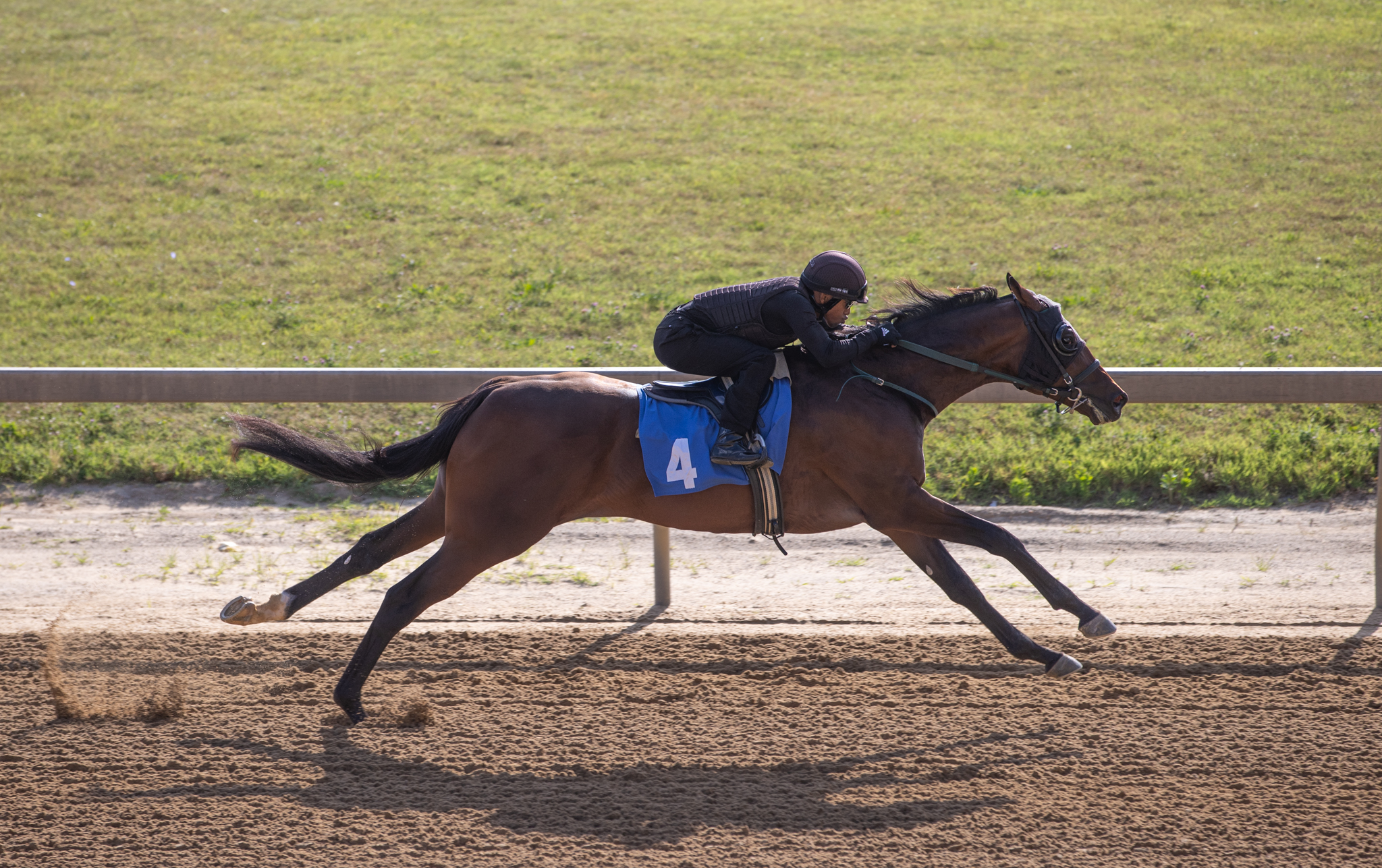 Hip-4-UTS-6_24_2024-8th-10-Fasig-TIpton-Midlantic-June