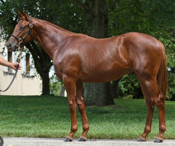 Lagynos sets stakes record in new G3 win