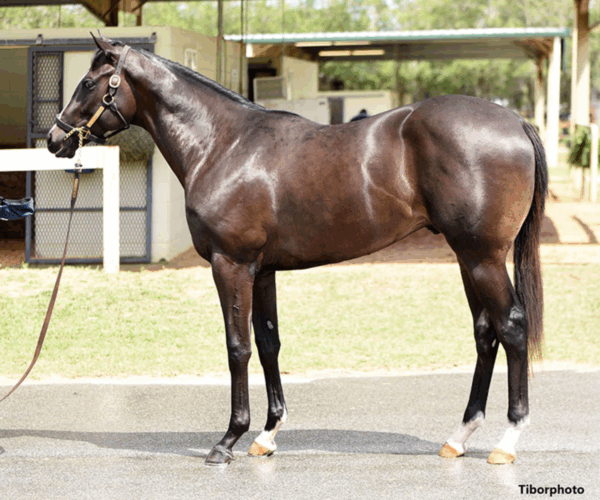 ‘He just took off’ – 3rd stakes win for 2yo purchase Sculcos Folly